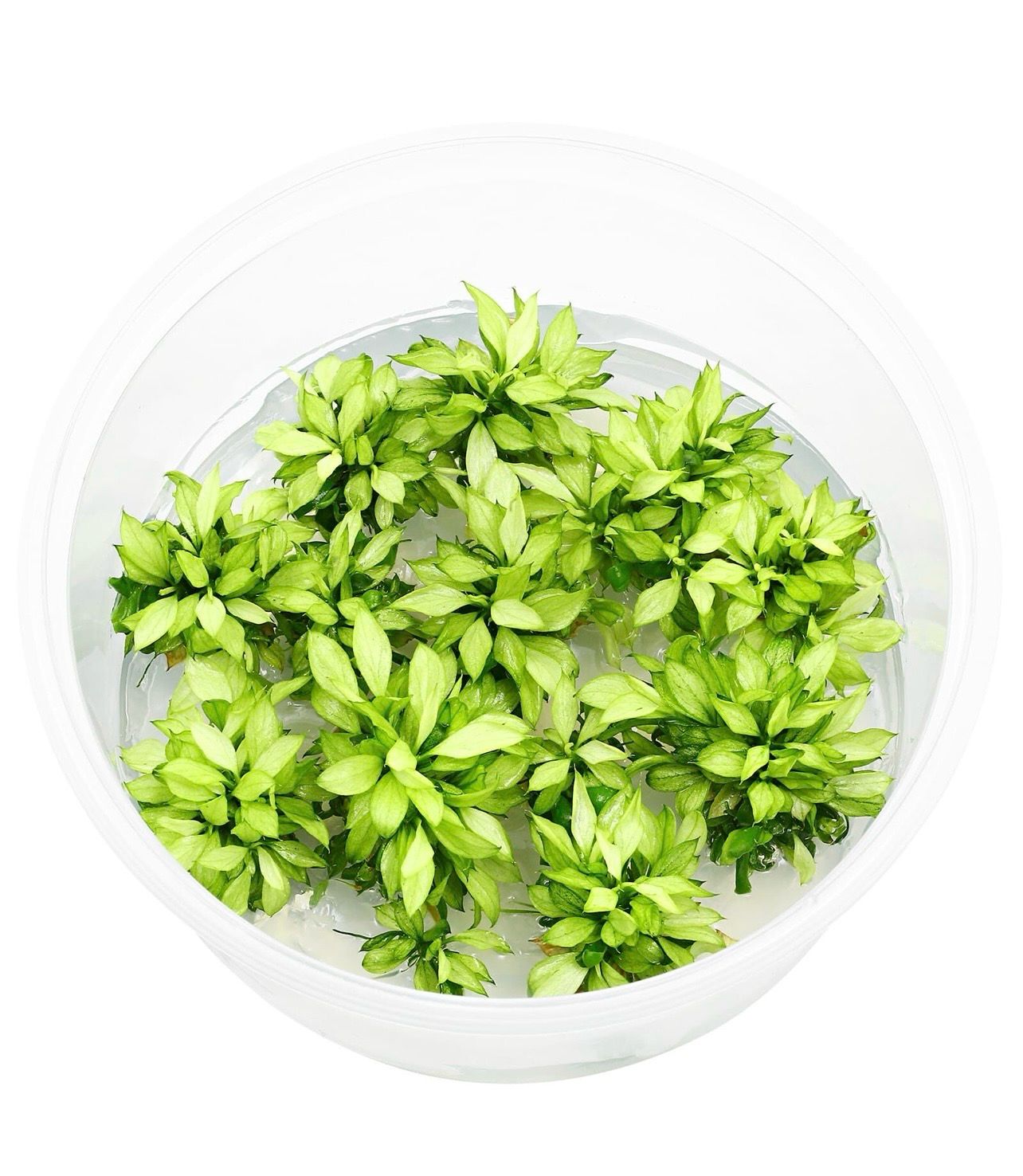 ? Anubia barteri var. nana ‘Pangolino Green Tea’ – In Vitro