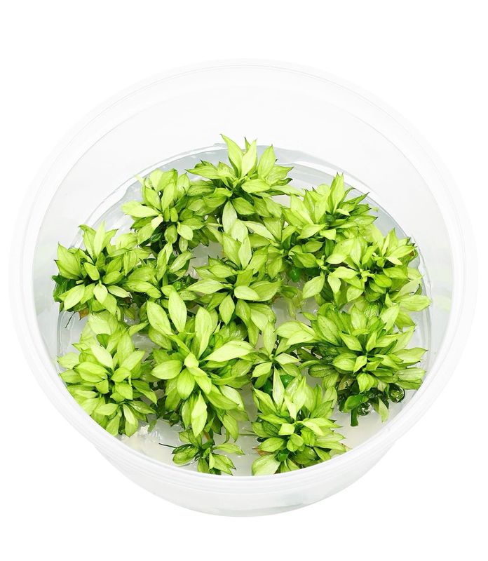 ? Anubia barteri var. nana ‘Pangolino Green Tea’ – In Vitro