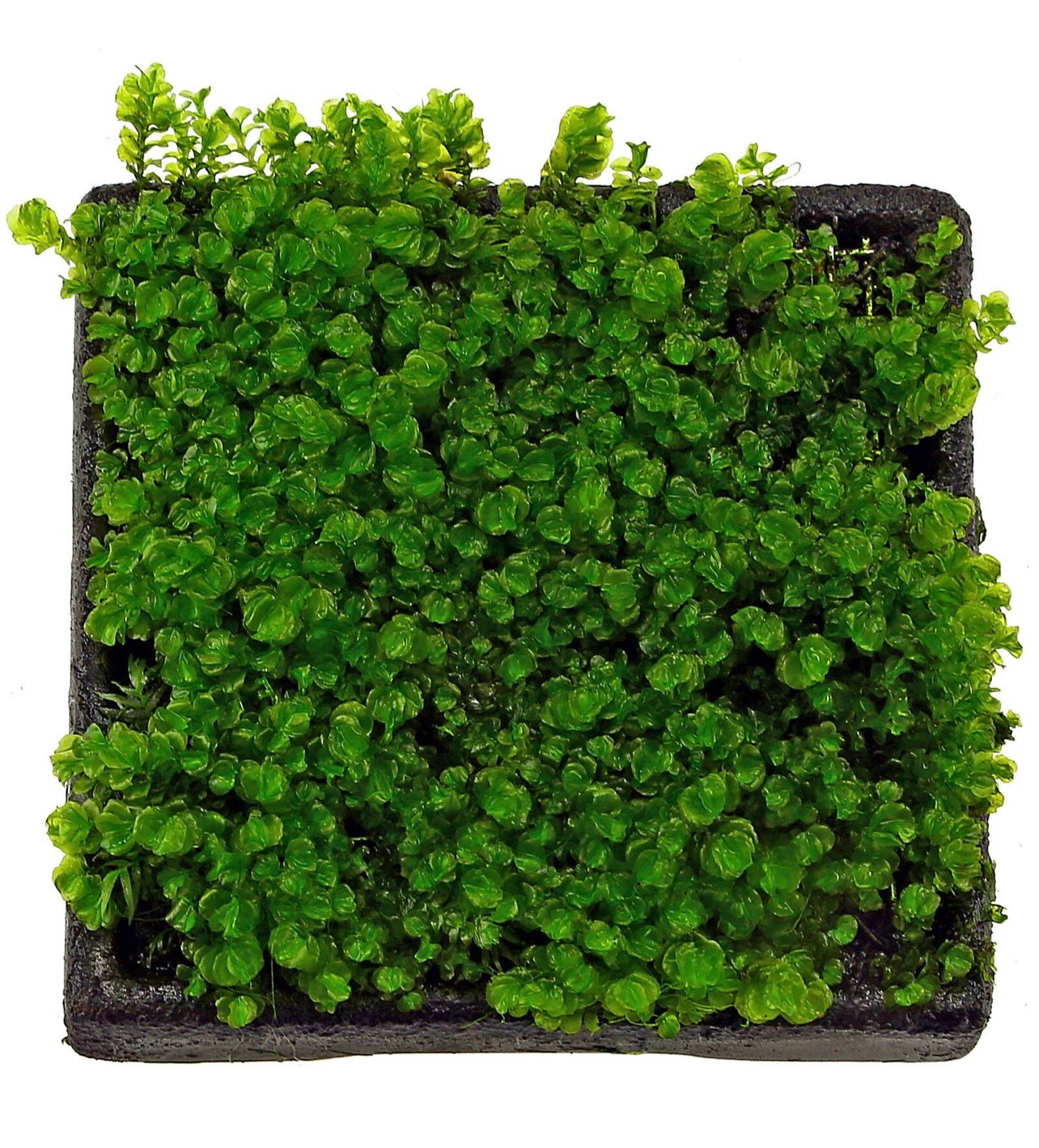 ? Solenostoma tetragonum “Gunung Sumpit” – In Vitro