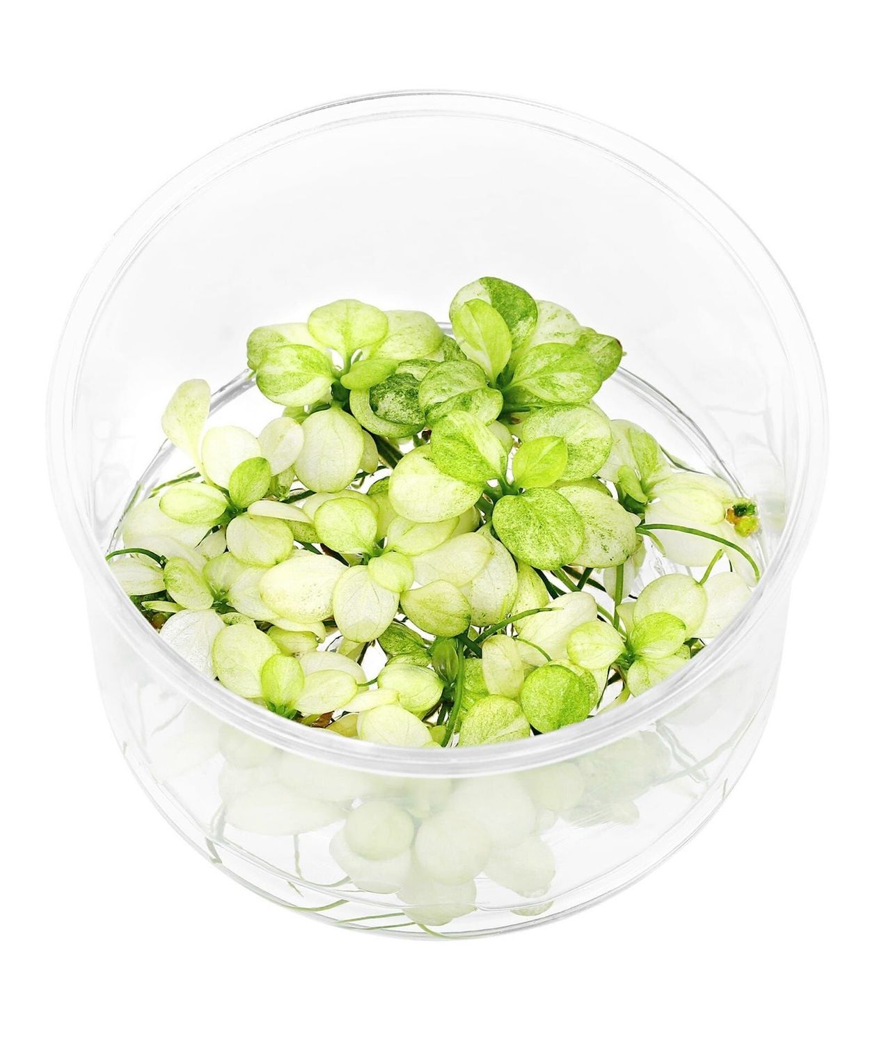 ? Anubia barteri var. nana ‘Green White’ – In Vitro ? Anubia barteri var. nana ‘Green White’ – In Vitro