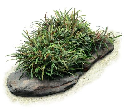 ? Bucephalandra filiformis – In Vitro