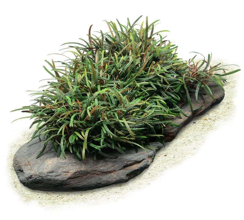 ? Bucephalandra filiformis – In Vitro