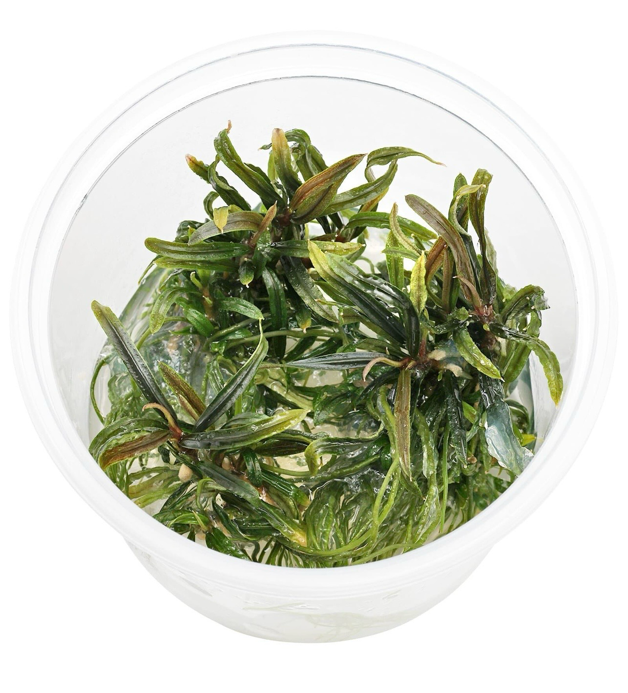 ? Bucephalandra filiformis – In Vitro