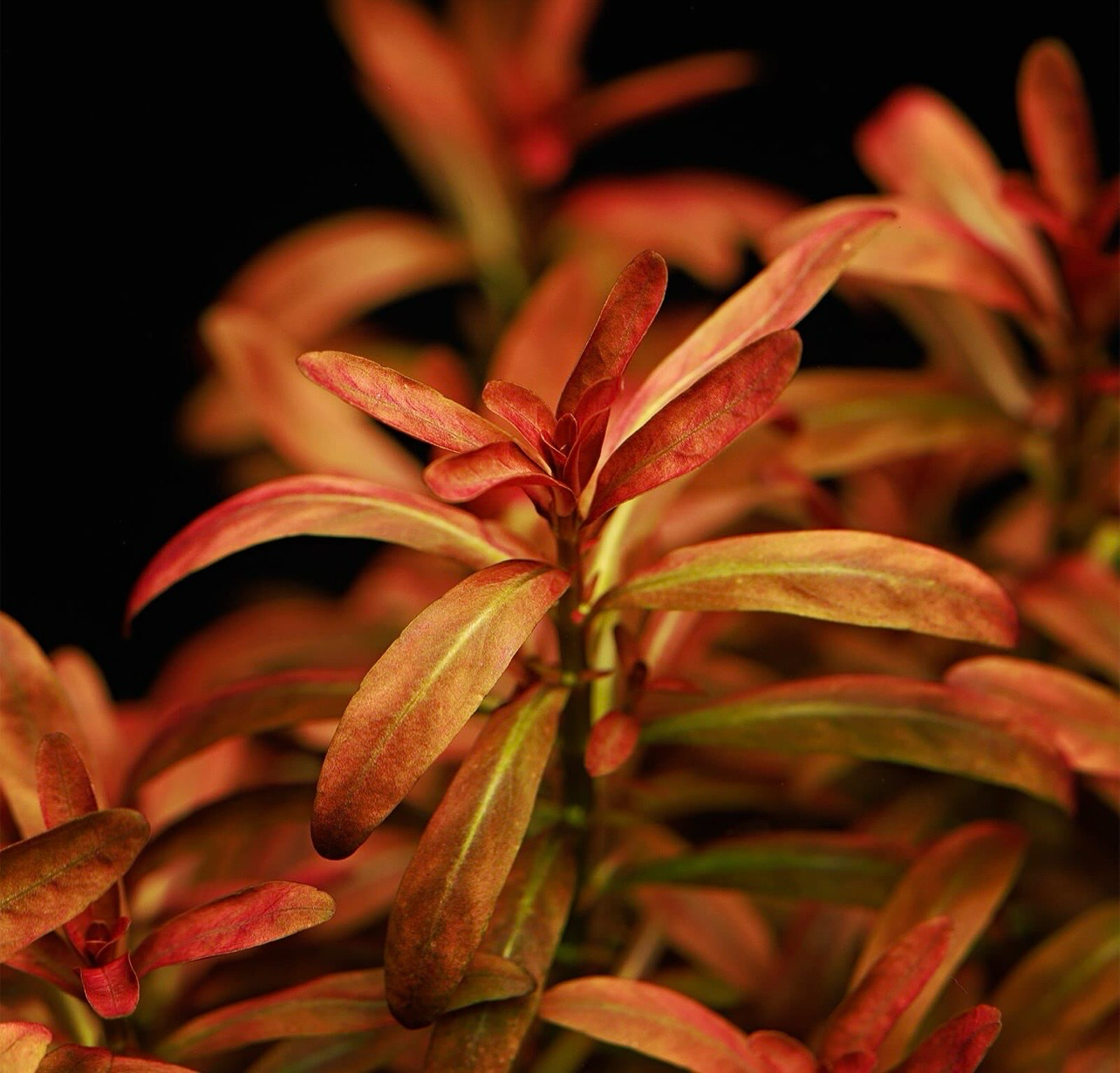 ? Rotala sanmonior “Sunset” – In Vitro