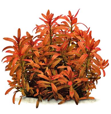 ? Rotala sanmonior “Sunset” – In Vitro