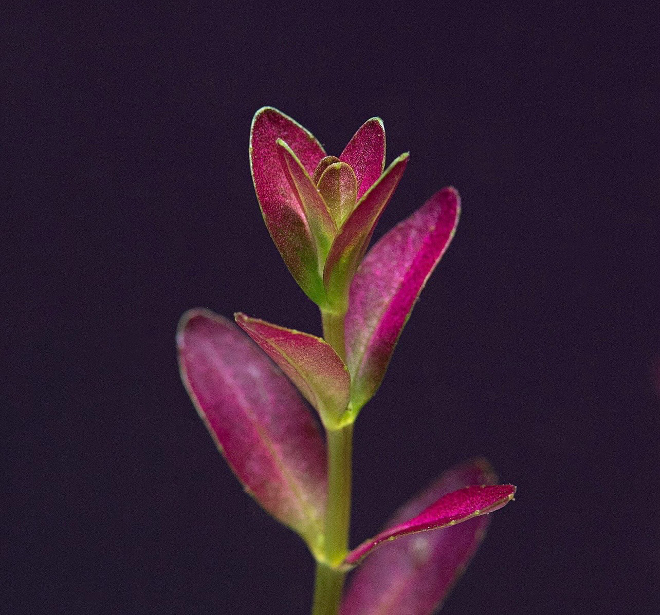 ? Rotala sanmonior “Florida” – Planta de tallo premium