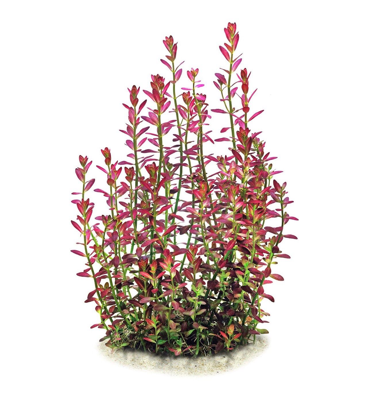 ? Rotala sanmonior “Florida” – Planta de tallo premium ? Rotala sanmonior “Florida” – Planta de tallo premium