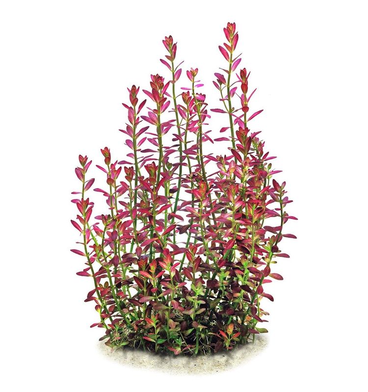 ? Rotala sanmonior “Florida” – Planta de tallo premium
