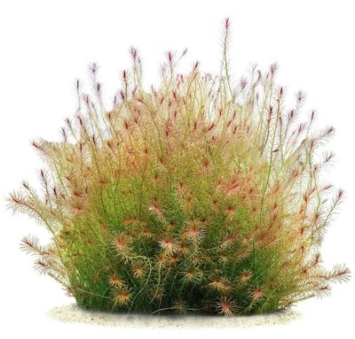 ? Mayaca sp. “Santarem Red” – Planta de tallo de color rojo intenso in vitro