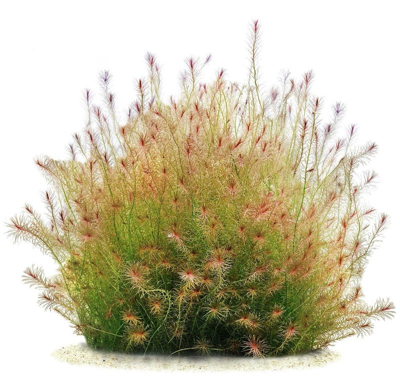 ? Mayaca sp. “Santarem Red” – Planta de tallo de color rojo intenso in vitro