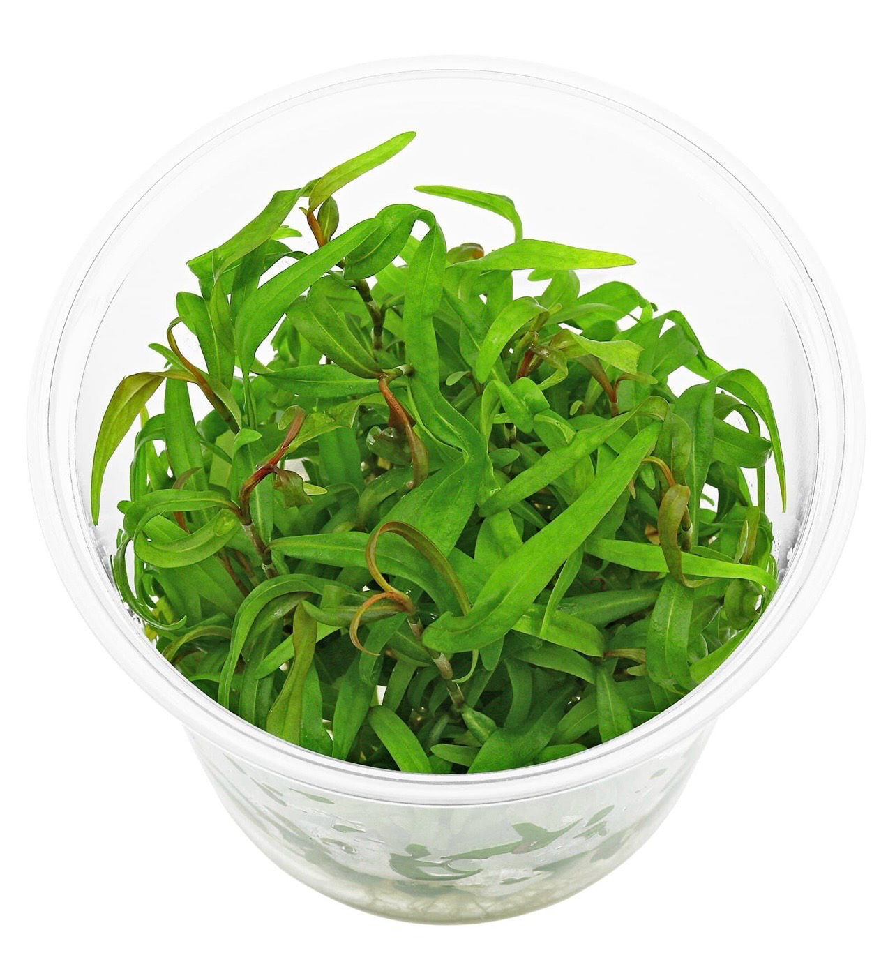 ? Persicaria sp. “Pak Chong” in vitro– Planta de tallo premium