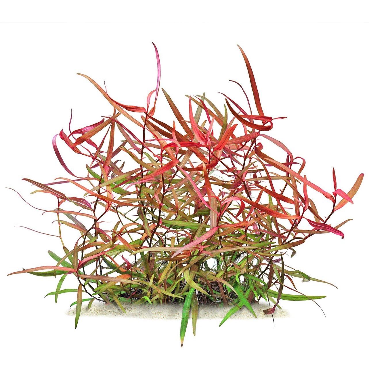 ? Persicaria sp. “Pak Chong” in vitro– Planta de tallo premium