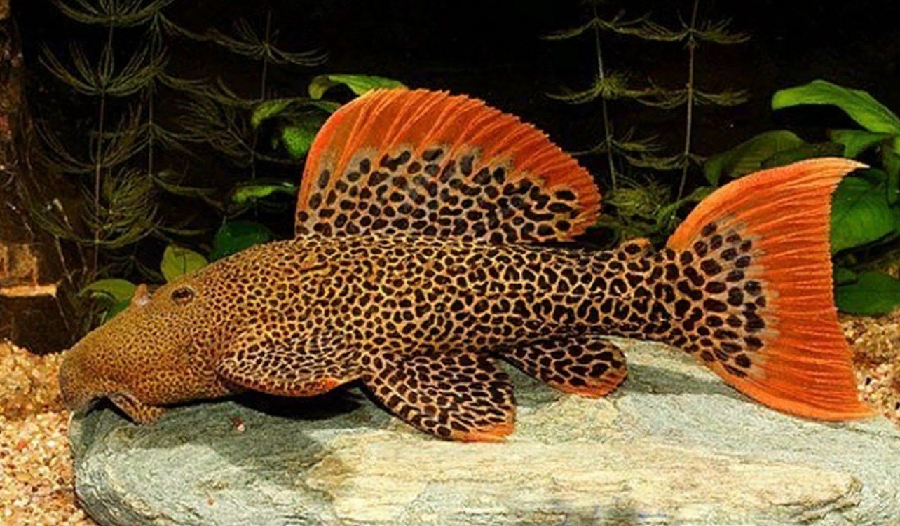 ? L025 Pseudacanthicus cactus escarlata – Ejemplar salvaje