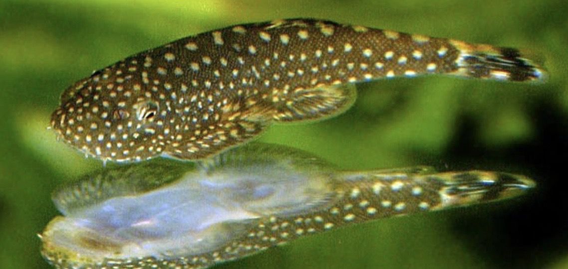 Locha ventosa mariposa