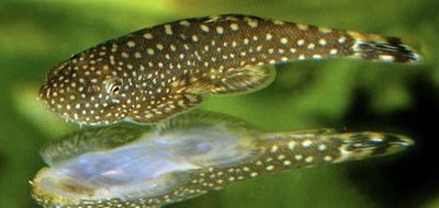 Locha ventosa mariposa Locha ventosa mariposa