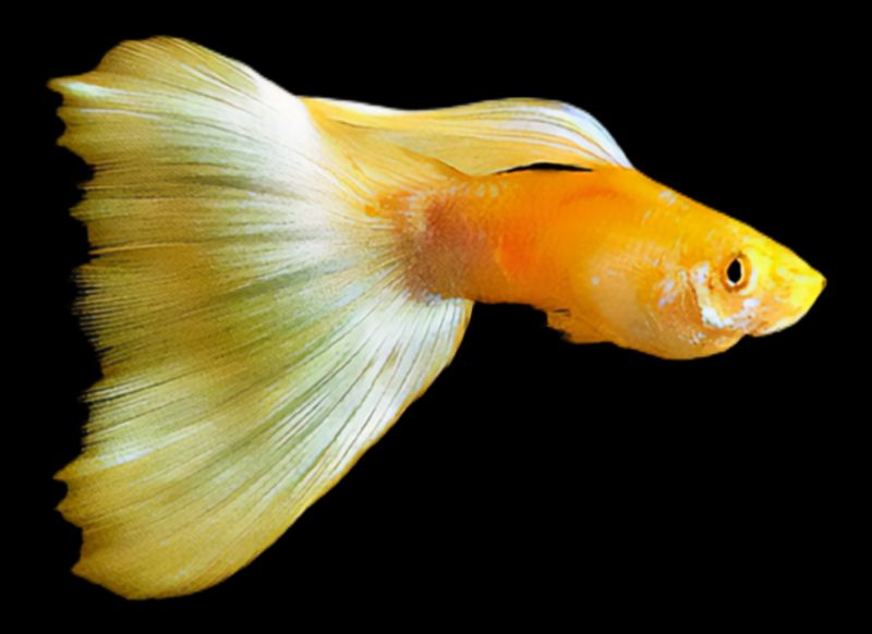 Guppy Dumbo Full Gold | Lesbistes reticulatus