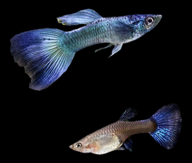 Guppy Blue Moscú | Lebistes reticulatus PAREJA