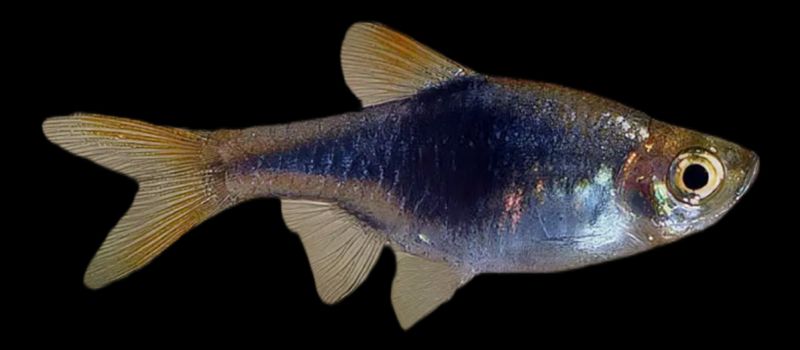 Arlequin Negro | Rasbora heteromorpha black