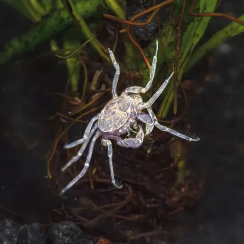 Cangrejo Enano | Limnopilos naiyanetri