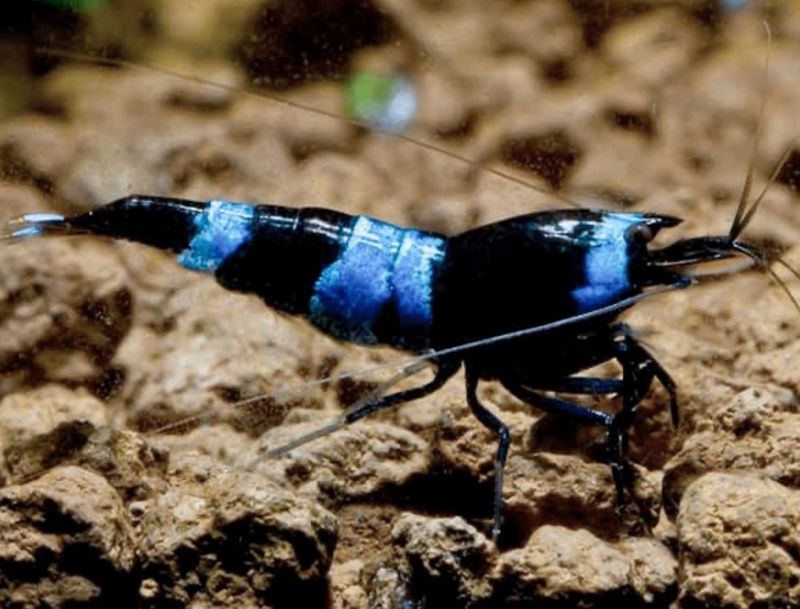 Caridina Taiwan Bee Blue Panda Lote 5unid