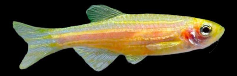 Danio Rerio Gold