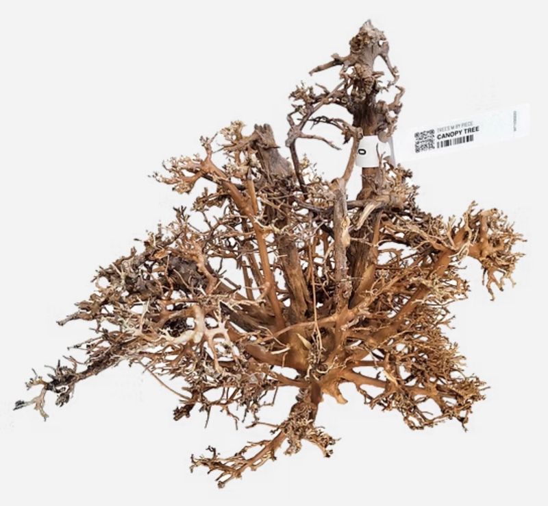 Canopy Wood 20-40 Wio