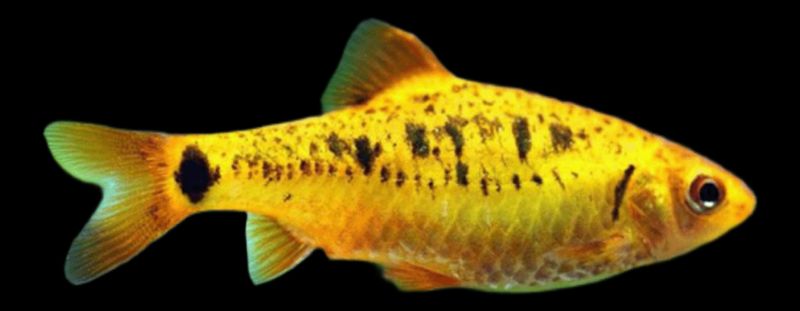 Barbo Oro | Barbus Schuberti