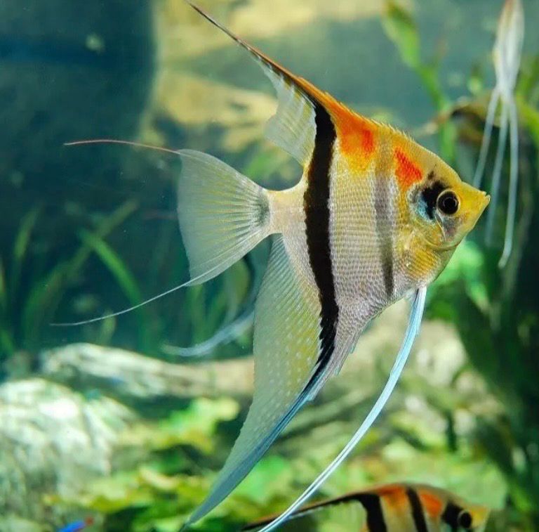 Pterophyllum scalare redback manacapuru M