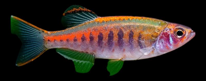 ? Cebrita Coprei o Naranja | Danio Choprae