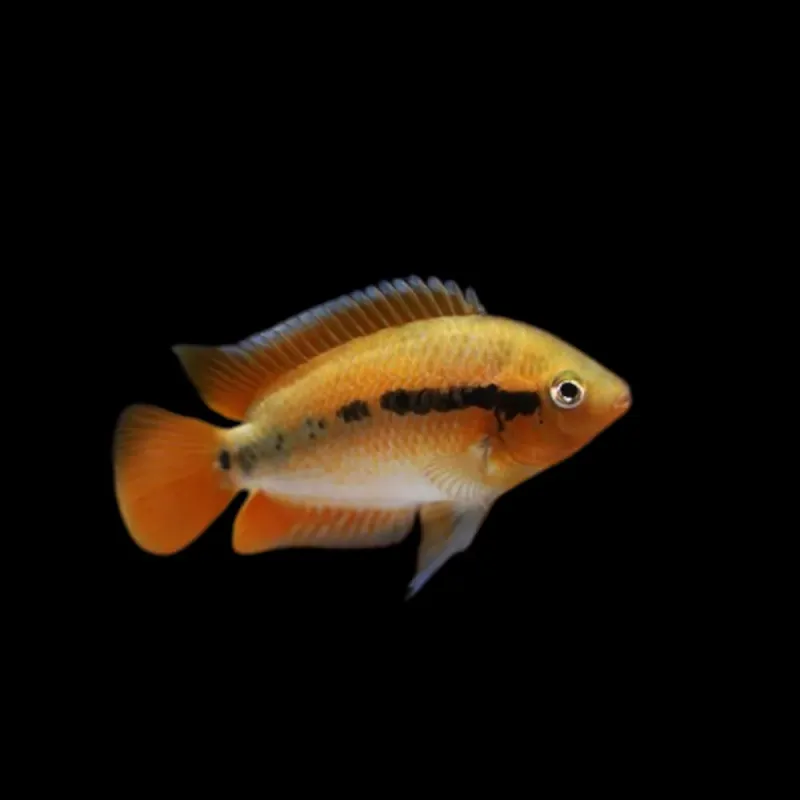 Cíclido Arcoíris | Archocentrus multispinosus