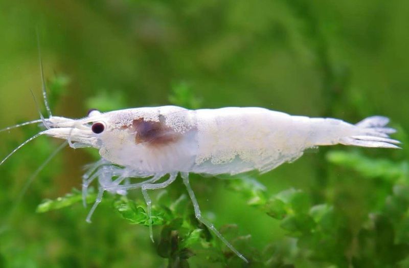 Neocaridina Snowstorm lote 10unid