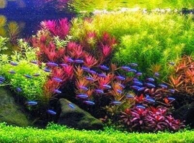 Abonos para plantas