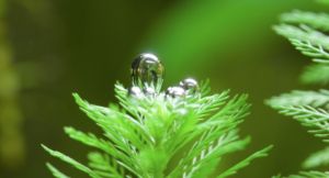 ? Plantas naturales para acuario Sanas, enraizadas y listas para plantar