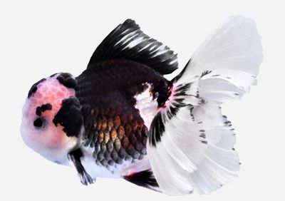 ?Peces de Agua Fría