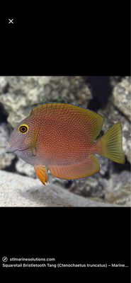 Peces e invertebrados de Agua salada?