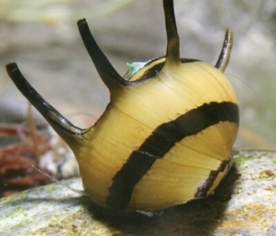 Caracol abeja clithon corona Caracol abeja clithon corona