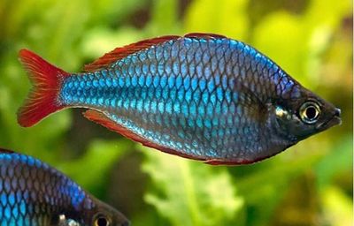 ?? Melanotaenia praecox | Pez Arcoíris Enano Azul