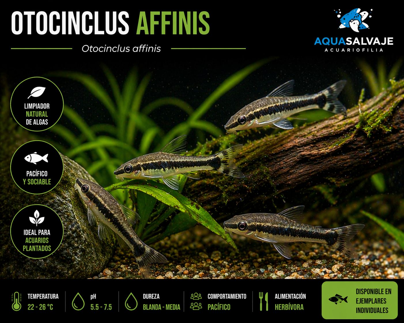 ? Otocinclus affinis | Limpiador de algas natural