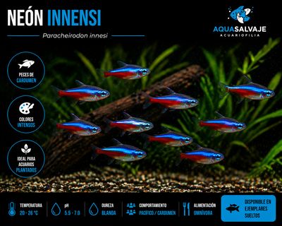 ? Paracheirodon innesi | Neón innesi