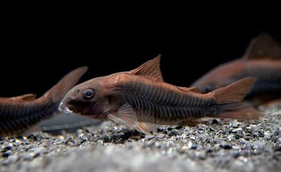 ?? Corydora Black Venezuela – Corydoras “Venezuela Black” ?? Corydora Black Venezuela – Corydoras “Venezuela Black”