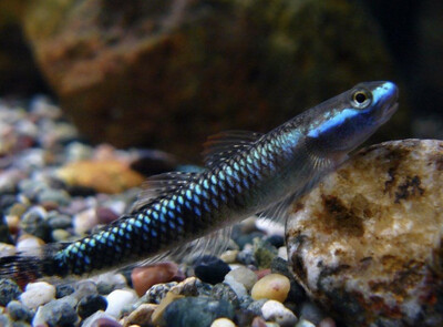 GOBIO AZUL (STIPHODON ATROPURPUREUS) GOBIO AZUL (STIPHODON ATROPURPUREUS)