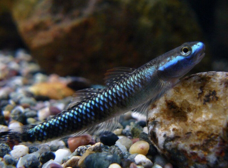 GOBIO AZUL (STIPHODON ATROPURPUREUS)