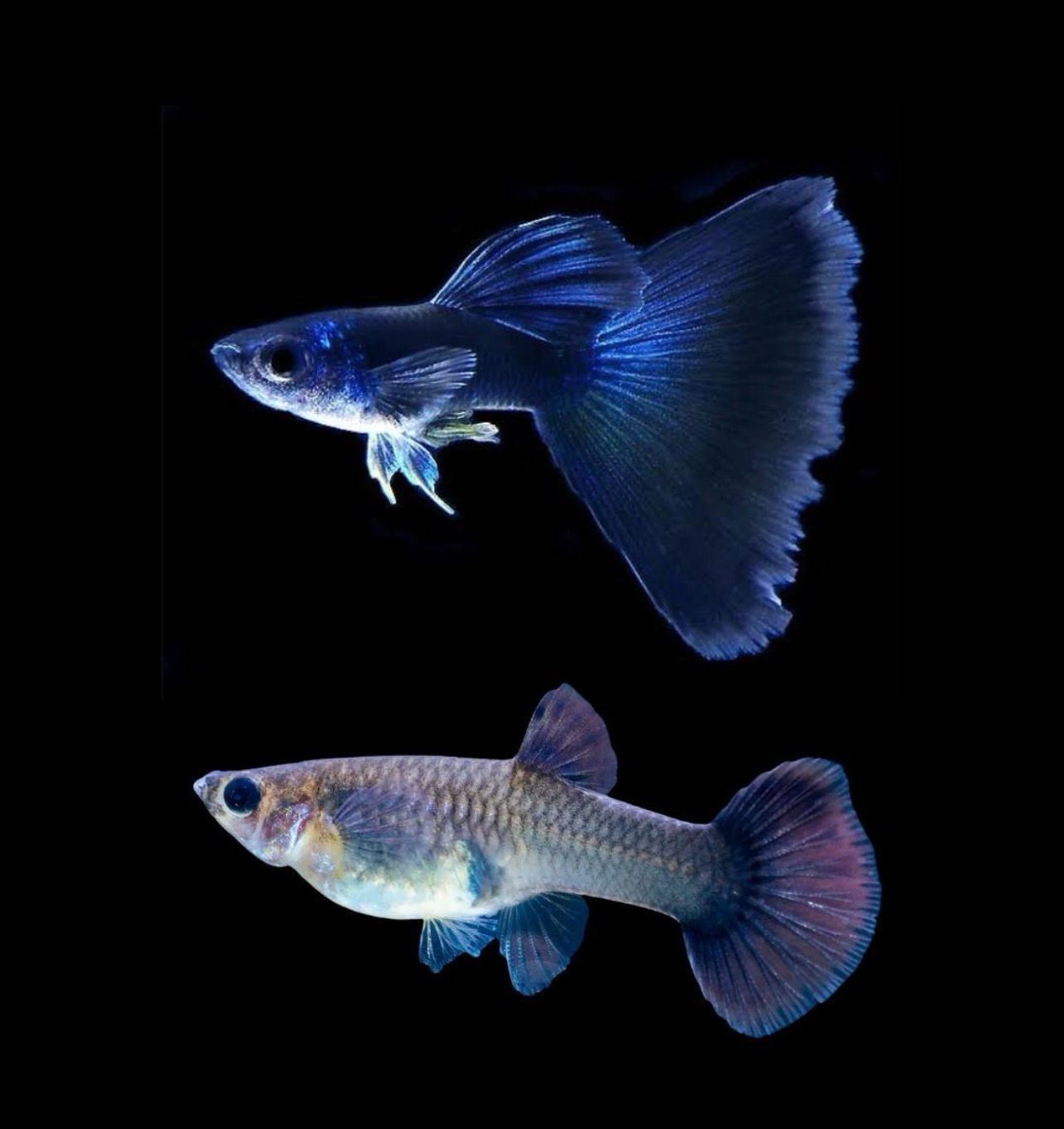 ? Guppy Blue Moscú (Pareja) | Poecilia reticulata