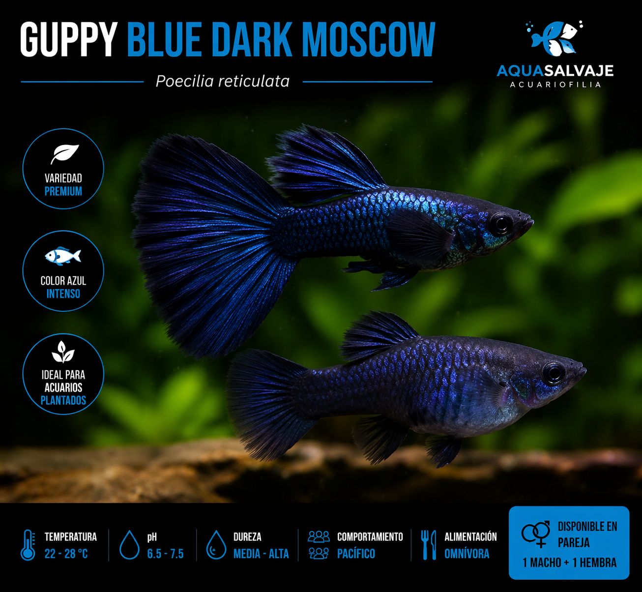 ?? Guppy Blue Dark Moscow Pareja | Poecilia reticulata