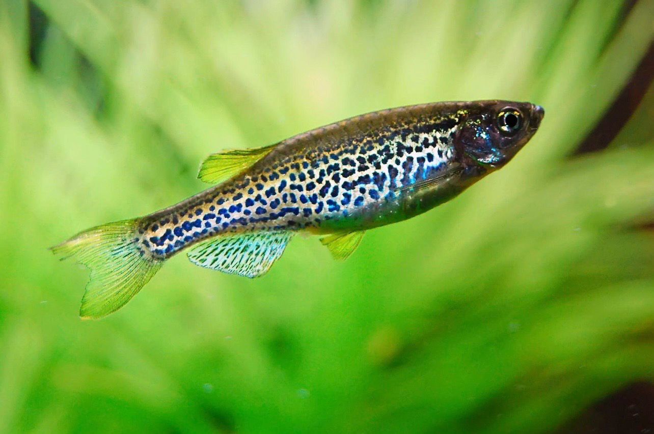 ?? Cebrita Leopardo | Brachydanio frankei