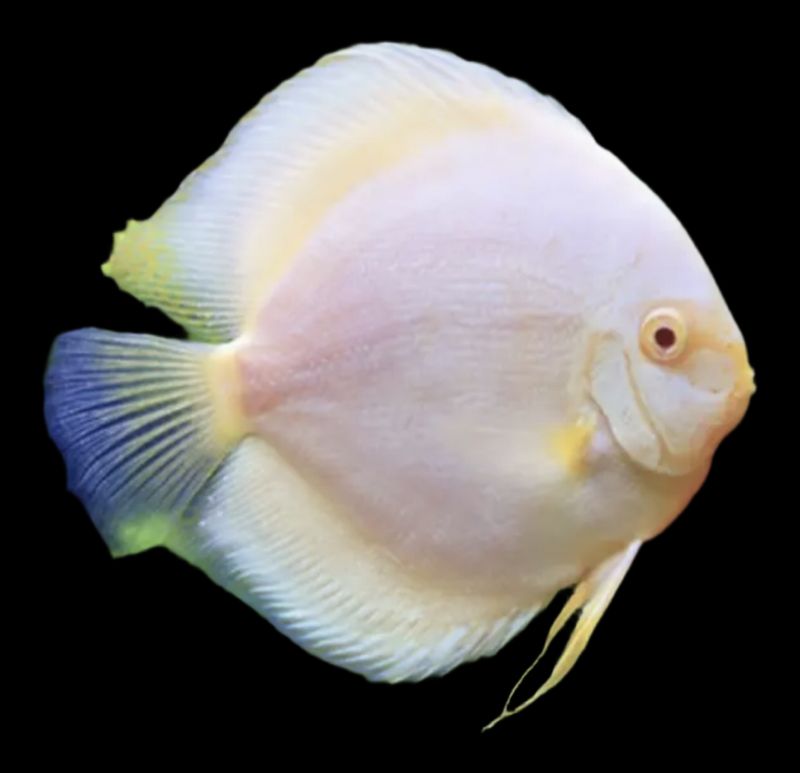 Disco Snow White 8-9cm