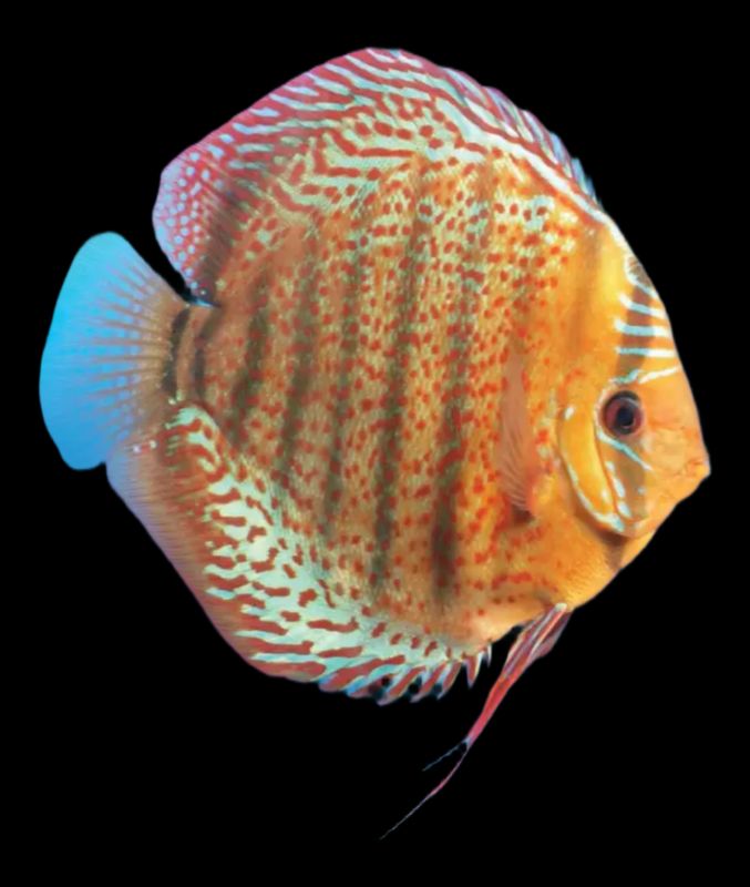 Disco Alenquer 8-9cm