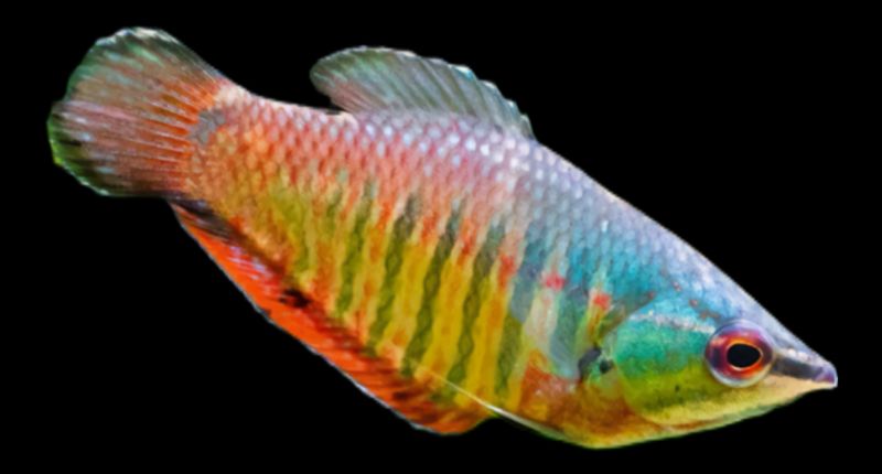 Gourami Samurai | Sphaerichthys vaillanti Gourami Samurai | Sphaerichthys vaillanti