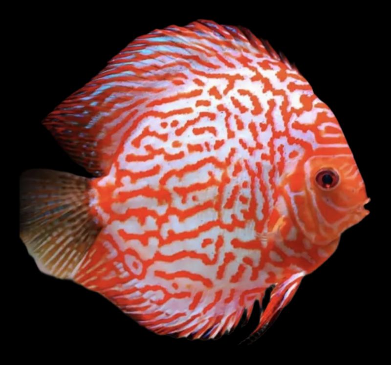 Disco Red Map Pigeon 5-6cm