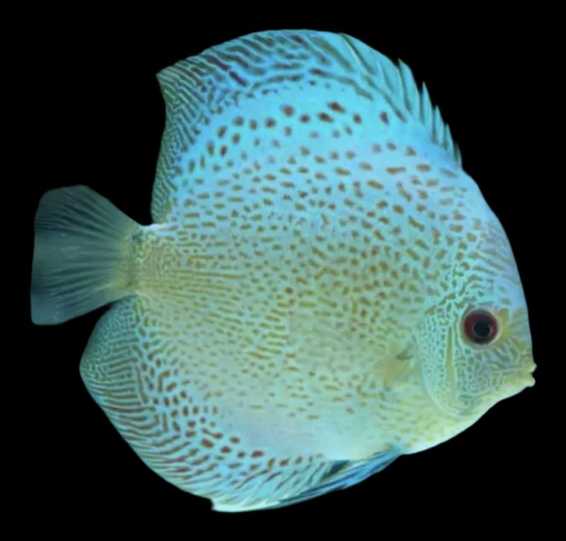 Disco Scorpion Premium 5-6cm